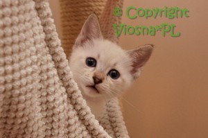 Kaspian Viosna*PL