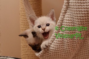 Kitka Viosna*PL
