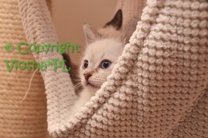 Kitka Viosna*PL