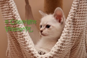 Kitka Viosna*PL