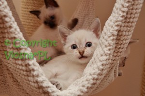 Kitka Viosna*PL