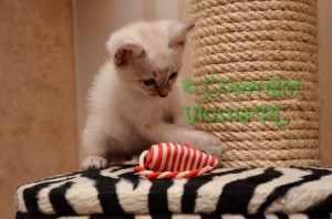 Kevin Viosna*PL