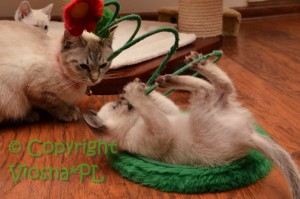 Karamba Viosna*PL