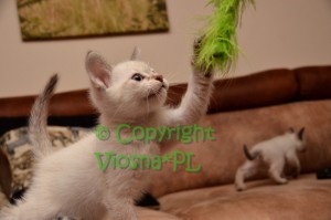 Kitka Viosna*PL
