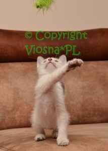 Kitka Viosna*PL