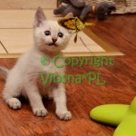 Kaspian Viosna*PL