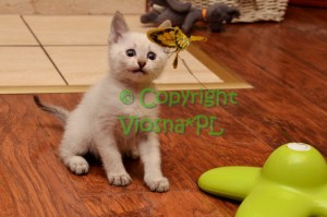 Kaspian Viosna*PL