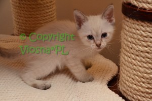 Kitka Viosna*PL