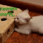 Kaspian Viosna*PL