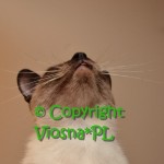 Whisper Amelia*PL w hodowli Viosna*PL