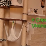 Miot K Viosna*PL