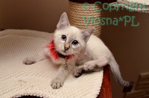 Luna Viosna*PL