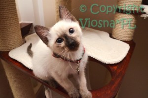 Louis Viosna*PL