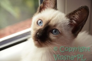 Linou Viosna*PL