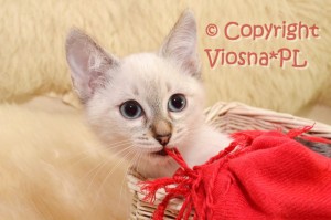 Luna Viosna*PL