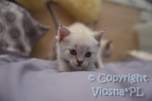 Amon Viosna*PL