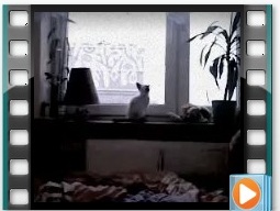 W starym kinie – Aurelka (Scarlett) i ptaki za oknem