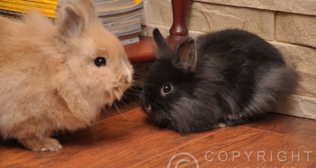  Marceli (2003-†2017) & Pola (2004-†2017)