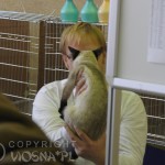 Ocena Whisper przez sędziów - Hodowla kotów tajskich Viosna*PL