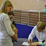 Ocena Whisper przez sędziów - Hodowla kotów tajskich Viosna*PL