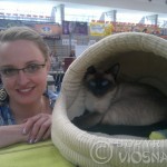Whisper - na wystawie (at the cat show)