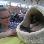 Whisper - na wystawie (at the cat show)