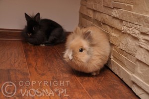 Marceli & Pola - Hodowla kotów tajskich Viosna*PL