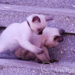 Bianka & Berish Viosna*PL