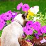 Whisper - w ogrodzie (in the garden)