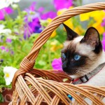 Whisper - w ogrodzie (in the garden)