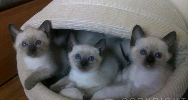 Kilka “nowych” twarzy miotu B :)