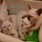 Miot M Viosna*PL