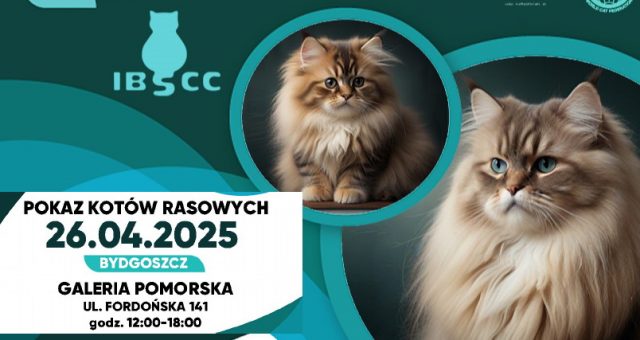 Pokaz kotów rasowych – Bydgoszcz 2025