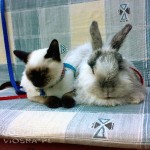 Whisper & Manfred