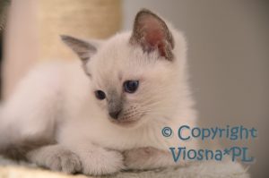 Zuzia Viosna*PL
