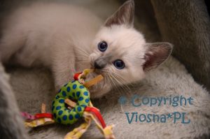 Zuzia Viosna*PL